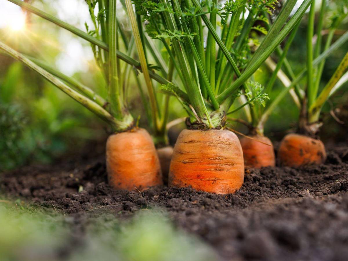 Doce alimentos que ayudan a fortalecer las defensas durante la temporada de lluvias