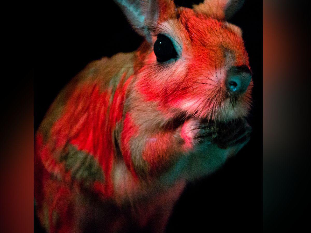 $!El brillo de la liebre saltadora no coincide con su patrón de color y se atribuye a pigmentos.