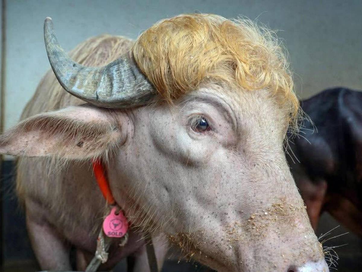Su parecido con Donald Trump le salvó la vida: búfalo albino causa furor en redes