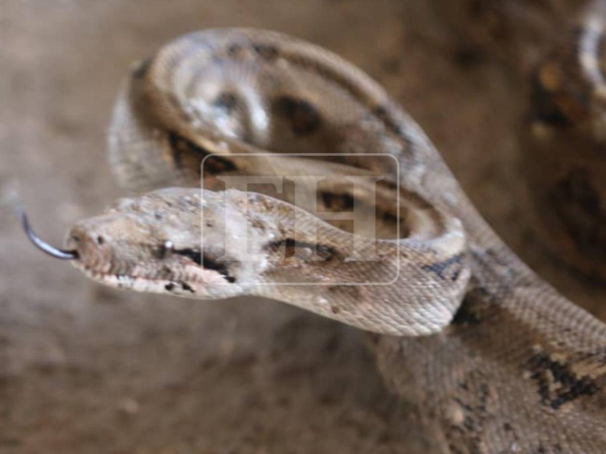Salió de la aduana de EE UU y llegó a yonker de El Carrizal: Boa será liberada en el Cerro Juana Laínez