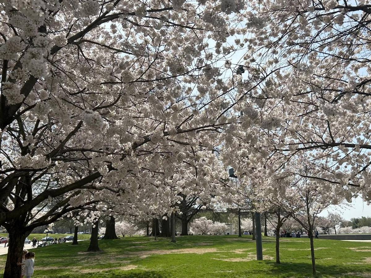 La primavera llega temprano a Washington con el espectáculo de los cerezos