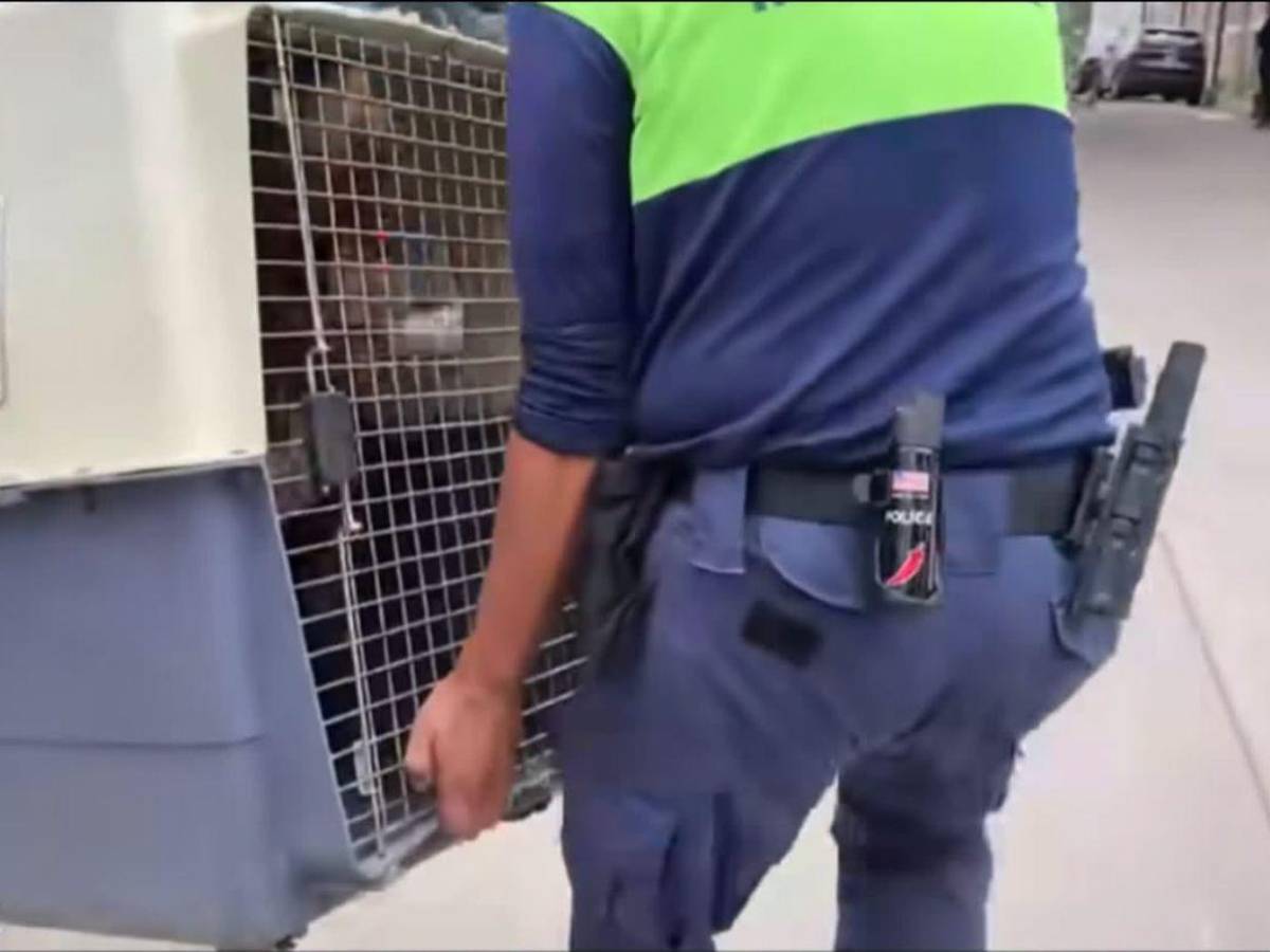 ¡No será sacrificado! Zeus, pitbull que mató a su dueño, irá a un refugio