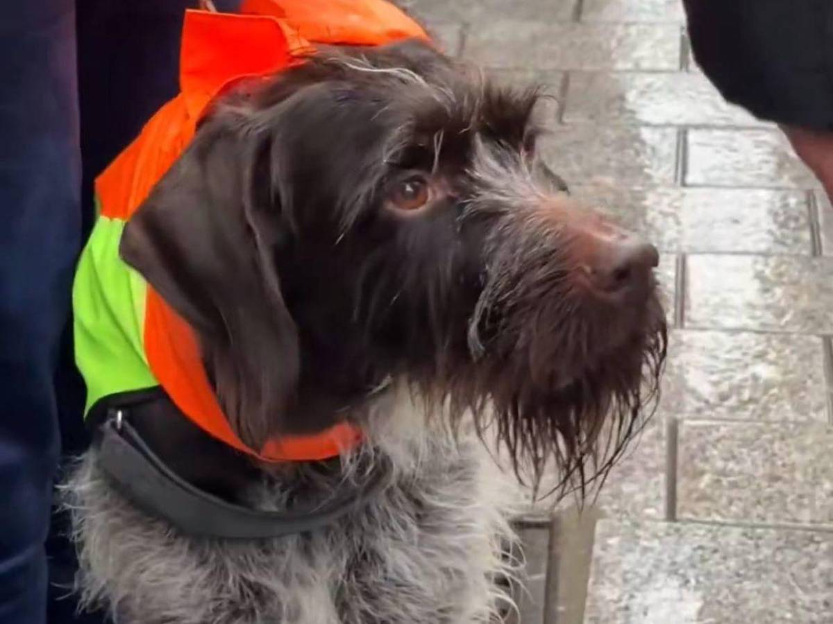 Entre patitas y bendiciones: la emotiva bendición de mascotas en San Antonio de Abad