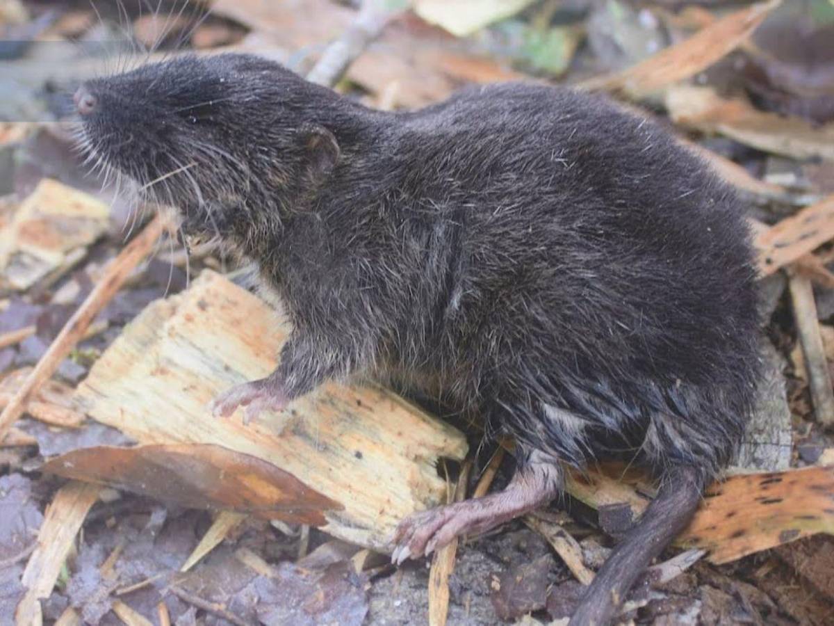 Hantavirus deja 3 muertos en un crucero y alerta global, ¿qué es y cómo se contagia?