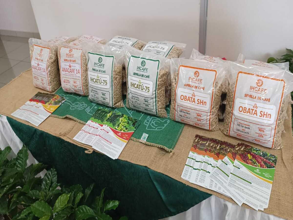 ¿De cuánta es la disponibilidad de semilla de nuevas variedades de café?