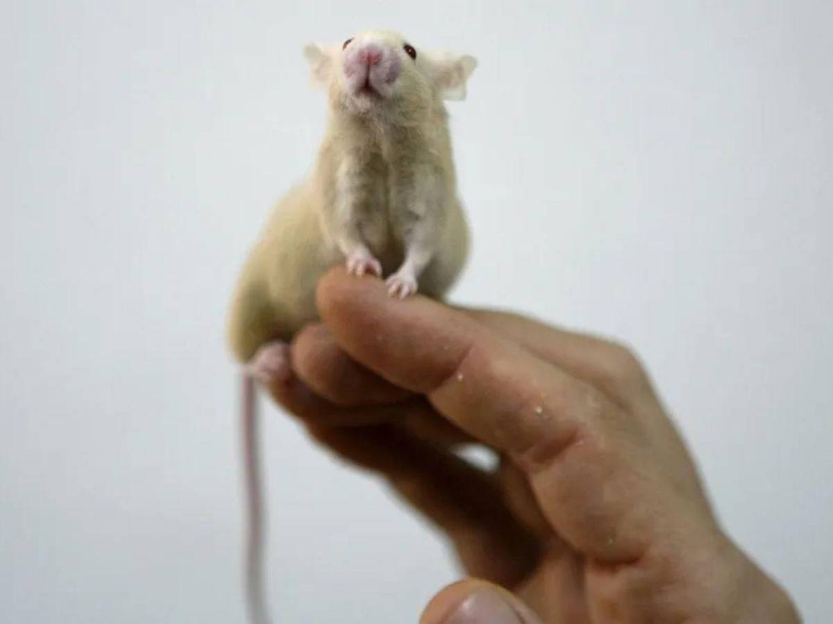 Hantavirus deja 3 muertos en un crucero y alerta global, ¿qué es y cómo se contagia?