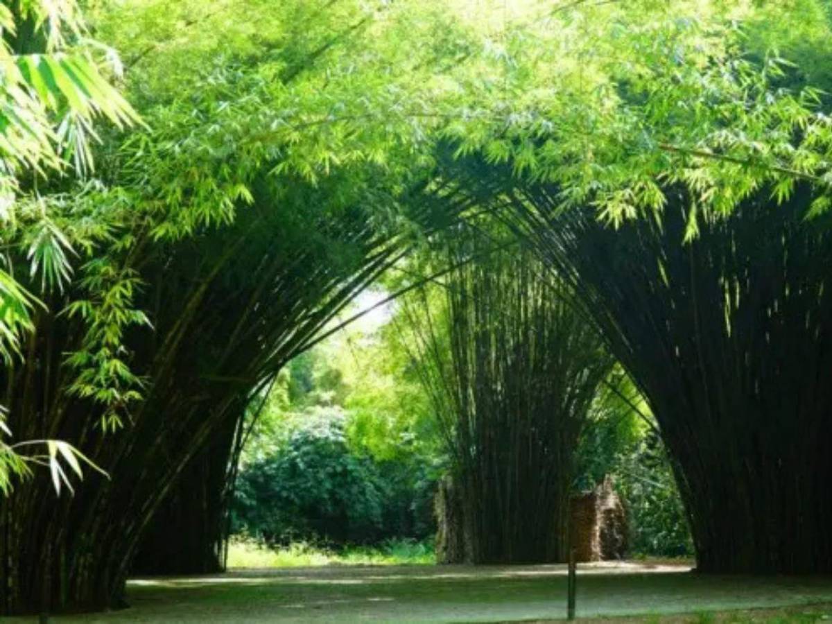 Ruta del oxígeno: parques nacionales de Honduras para visitar esta Semana Santa 2026