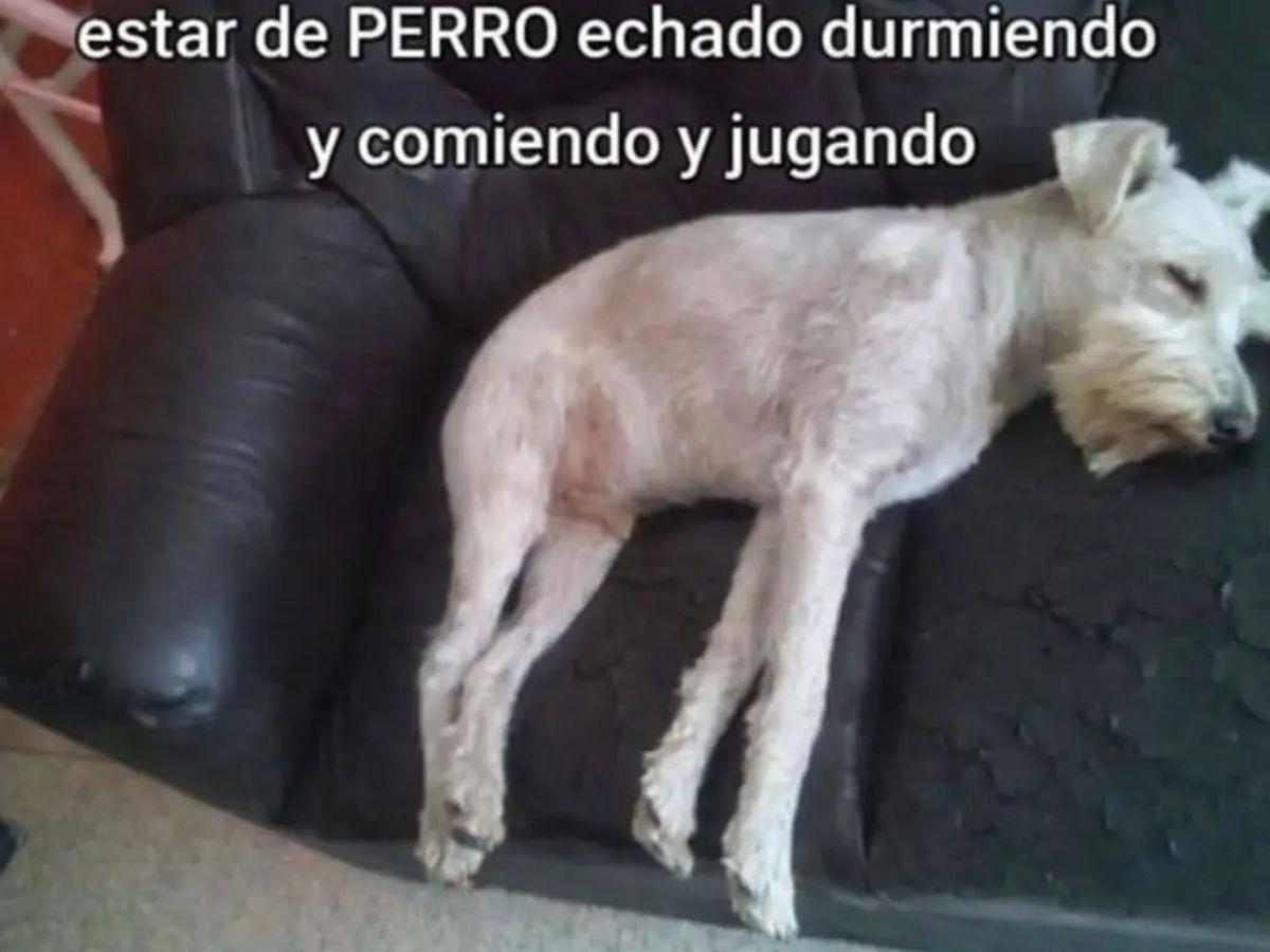 Los mejores memes que está dejando la nueva tendencia de therians en redes