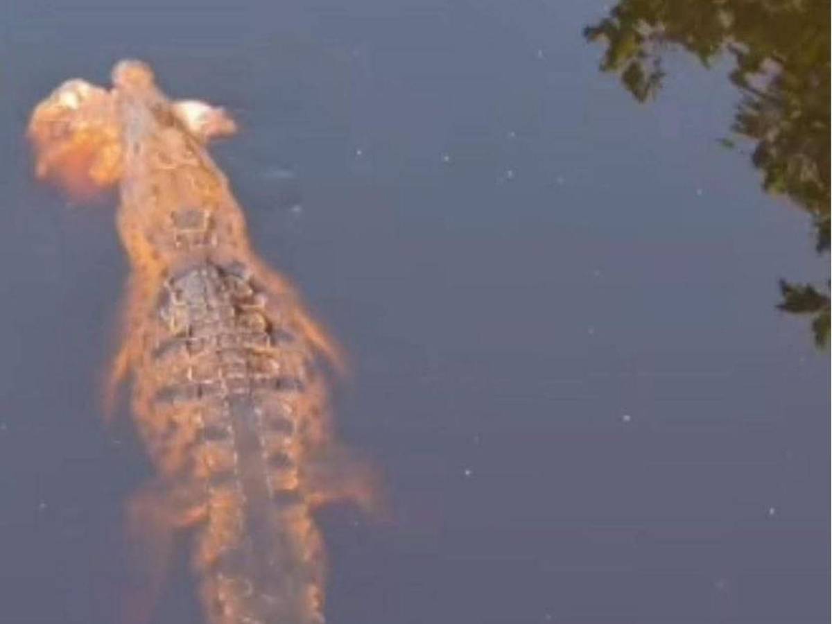 Adolescente de 14 años muere devorado por cocodrilos tras caer de un puente en México