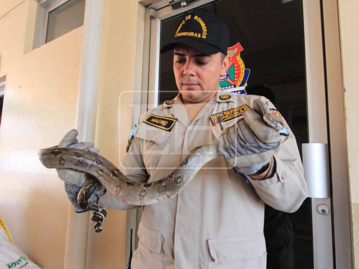 Salió de la aduana de EE UU y llegó a yonker de El Carrizal: Boa será liberada en el Cerro Juana Laínez