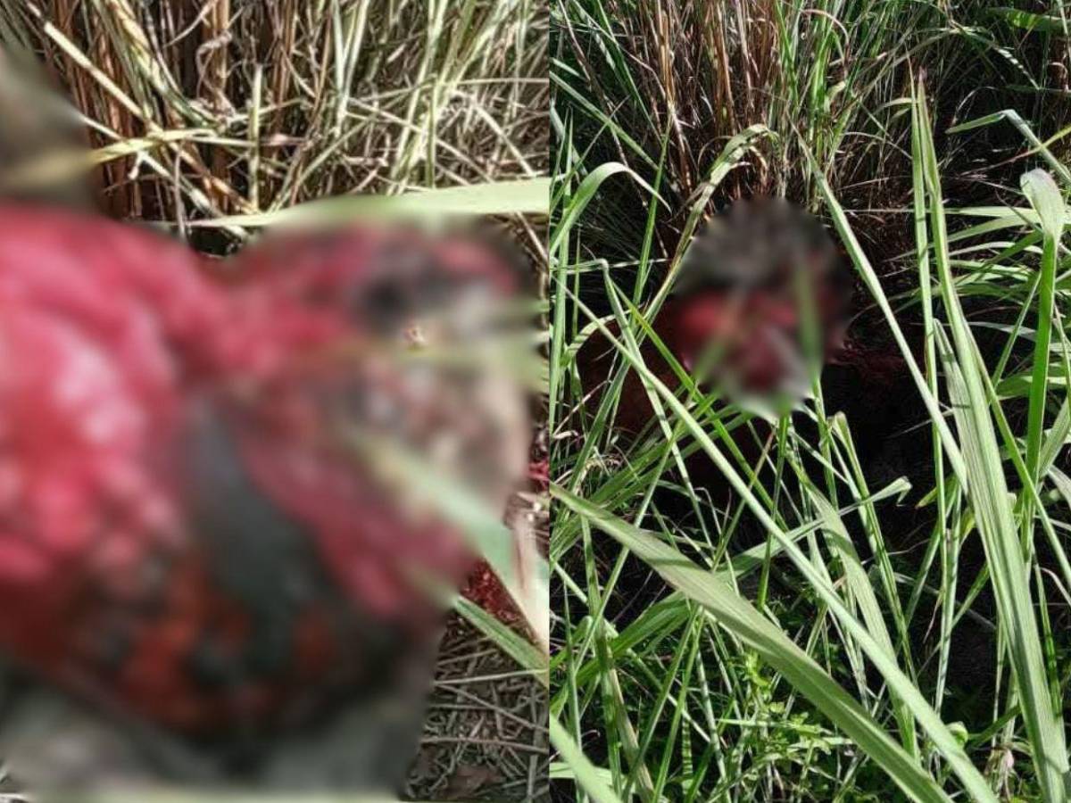 Nunca fuiste mal portado: Así recuerdan a Pancho, hallado encostalado tras varios días desaparecido en Choluteca