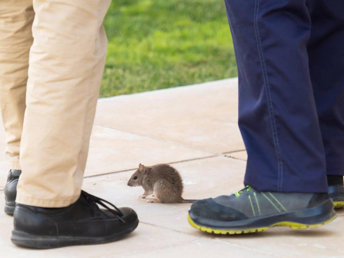 Hantavirus deja 3 muertos en un crucero y alerta global, ¿qué es y cómo se contagia?