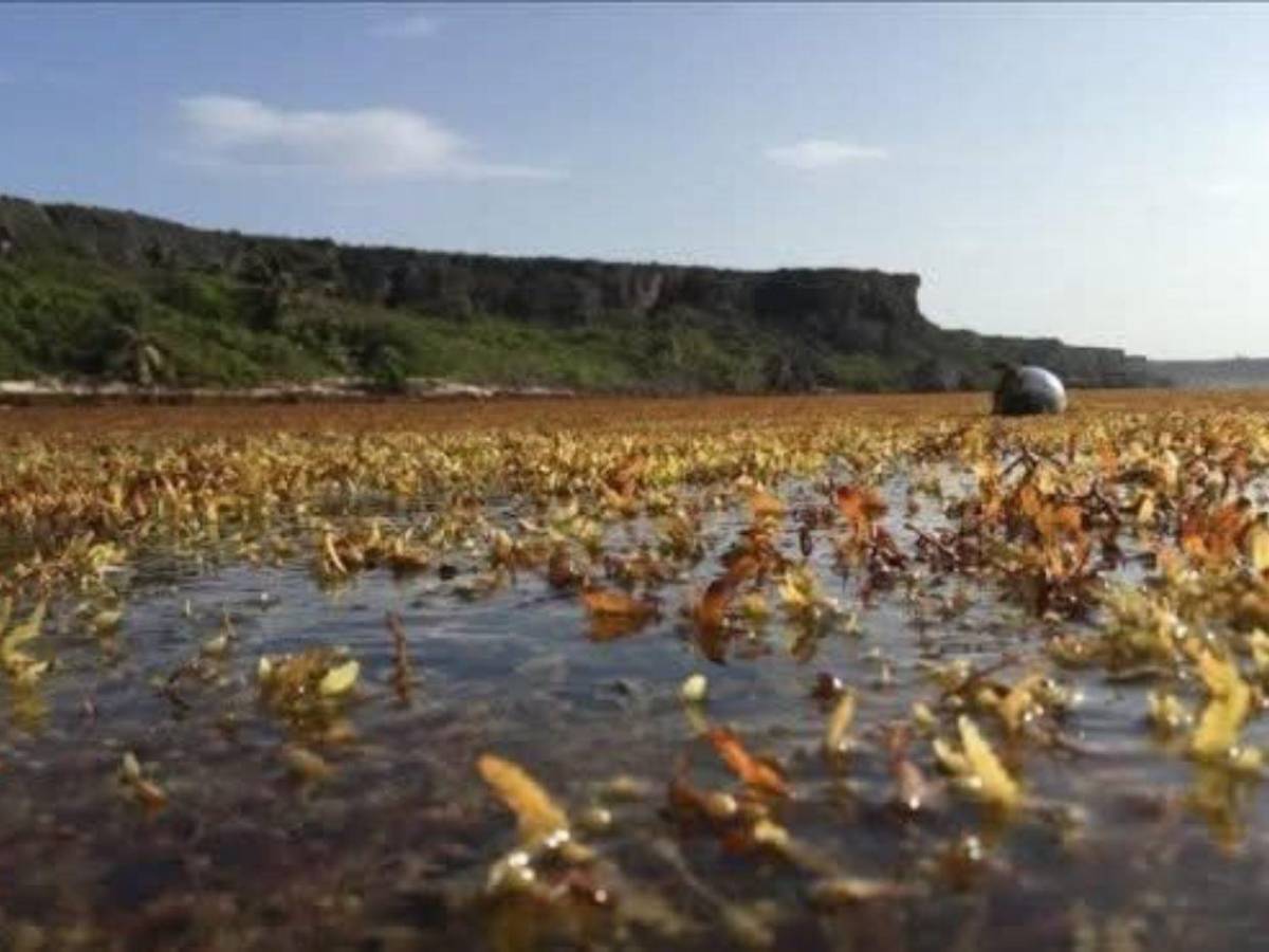 EN FOTOS: sargazo invade playas de Utila; autoridades activan plan de limpieza