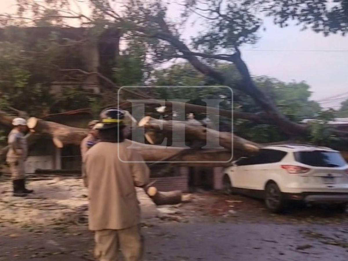 Denuncias no evitaron caída de árbol que dañó cuatro vehículos en la Kennedy