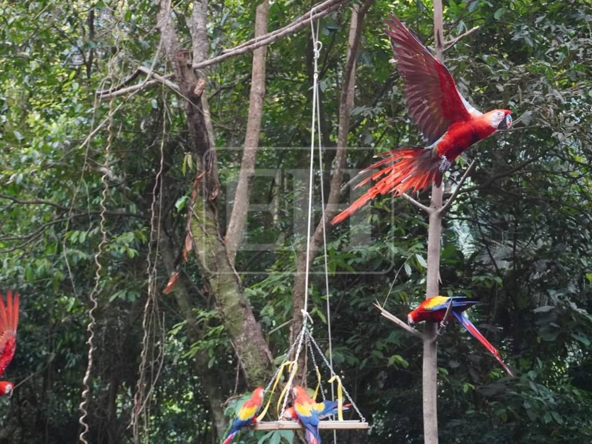 Guacamayas rojas surcan los cielos de La Ceiba, tras más de 60 años de ausencia