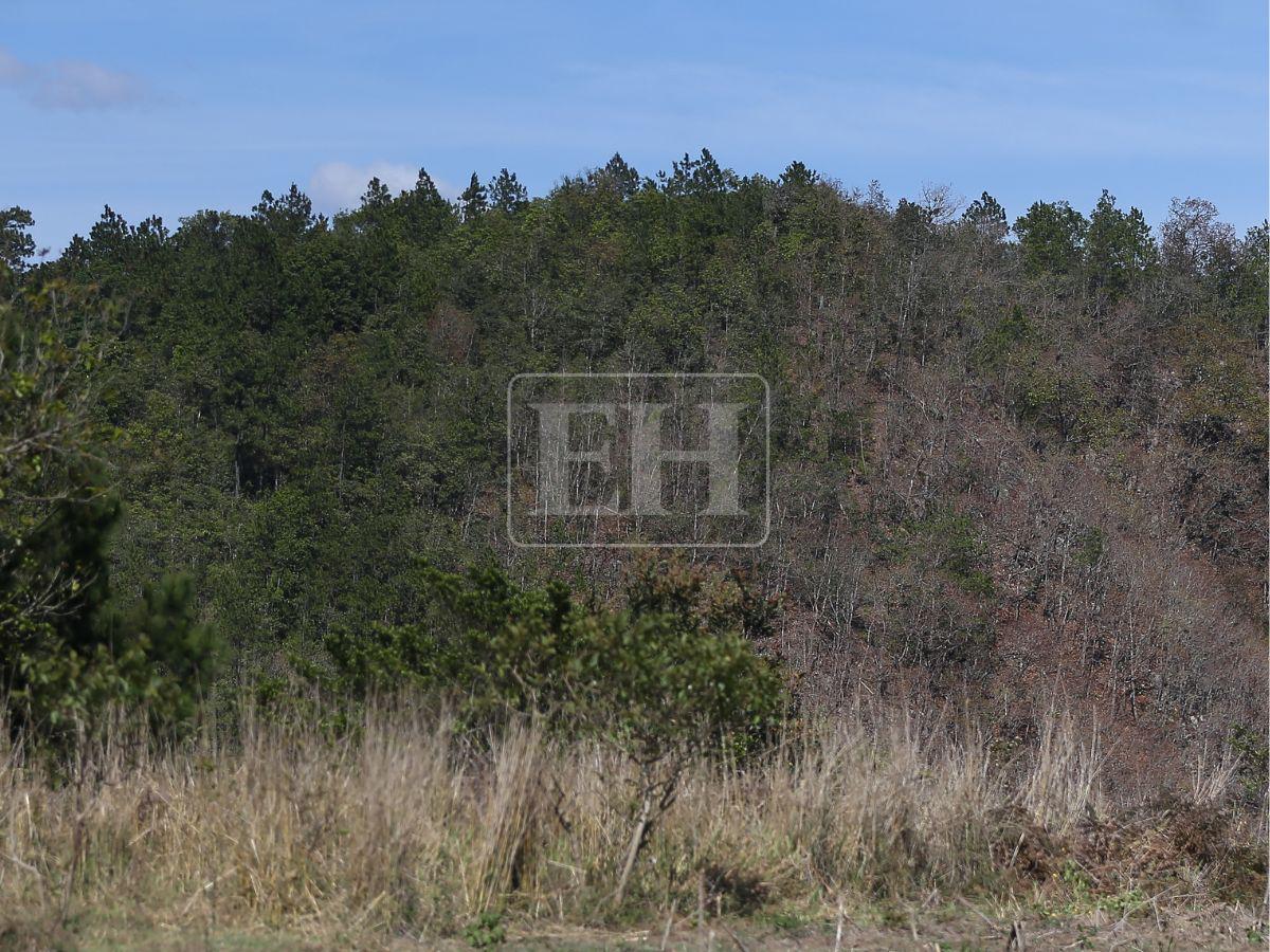 Honduras perdió 900 mil hectáreas de bosque: Lepaterique entre las zonas más afectadas