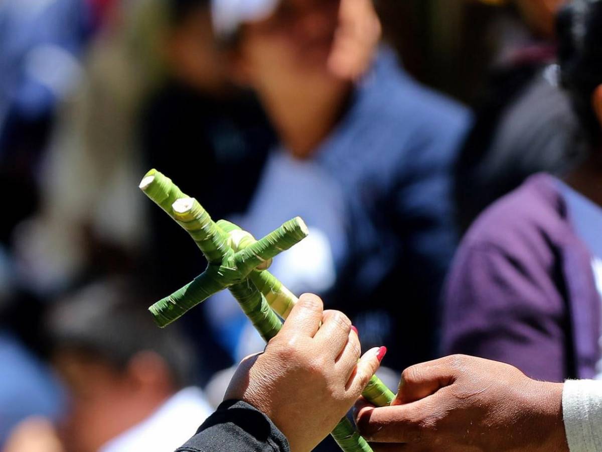 Palmas de olivo anuncian llegada de Semana Santa en la capital Palmas de olivo anuncian llegada de Semana Santa en la capital
