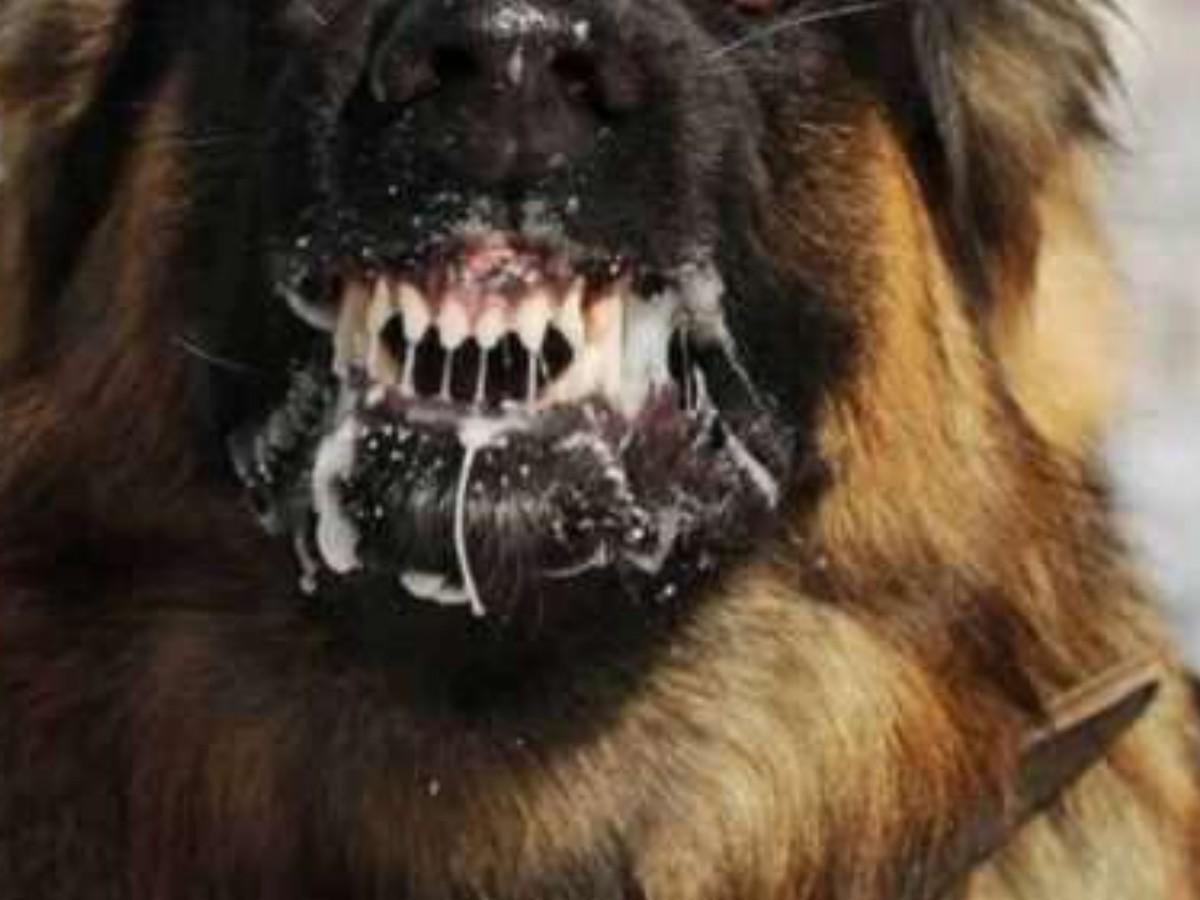 ¿Qué debe hacer en caso de que un perro con rabia lo muerda?