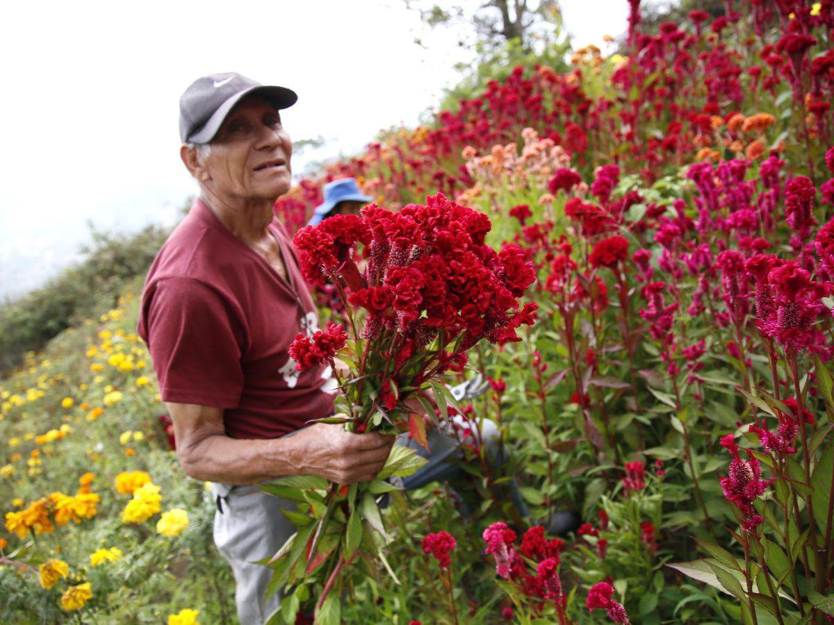 La eterna primavera floral del municipio de Santa Lucía, Francisco Morazán