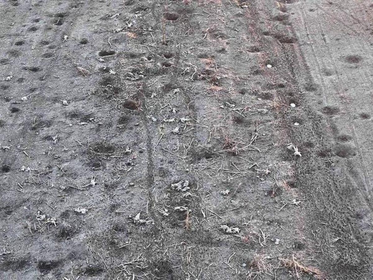 En la foto se pueden apreciar los cadáveres de los soldados rusos tendidos sobre un campo al este de Donetsk.