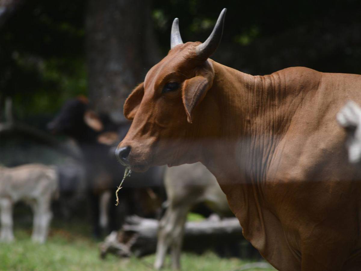 ¿Qué es la miasis y cómo puede causar la muerte?