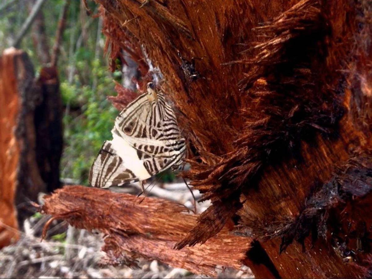 Animación y drama: Estos son los cortos para ver este sábado en el MIN