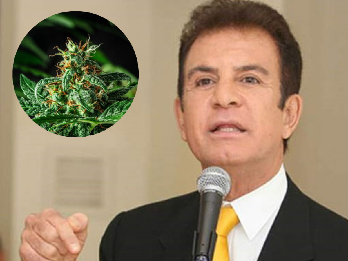Nasralla reitera que cultivo de cannabis sería para uso medicinal: “Se ha degenerado la información”
