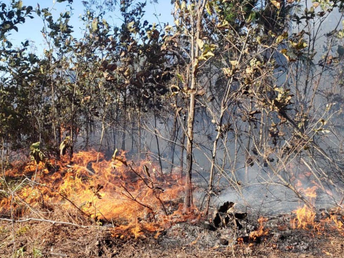 ¡Arde en llamas Triquilapa! El fuego devora uno de los pulmones de Tegucigalpa
