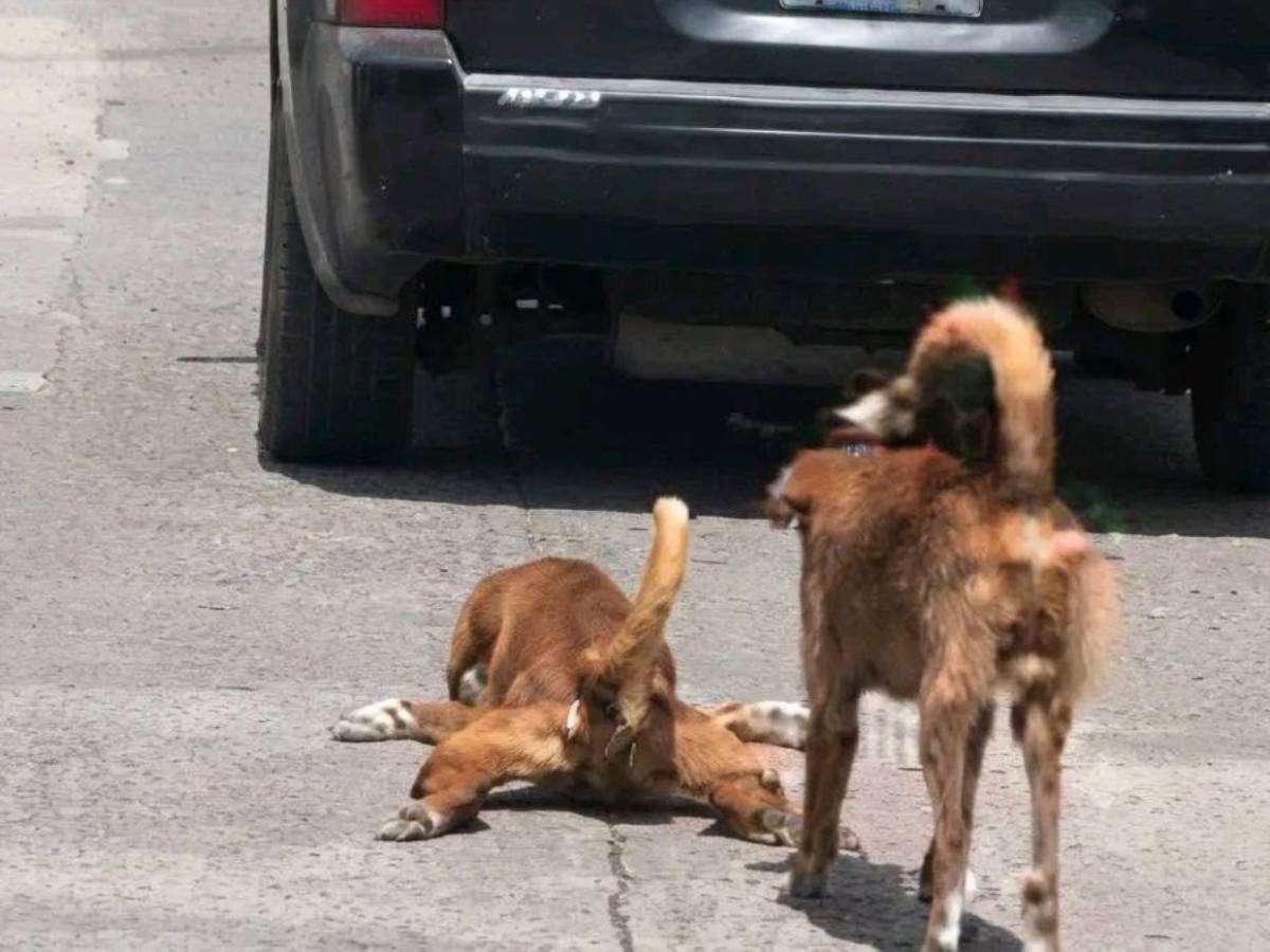 Pido disculpas: hombre explica que pasó con el perro que iba arrastrando en Choloma
