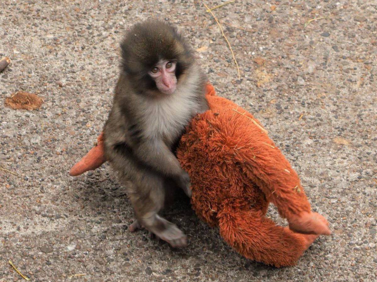 Punch, el mono del peluche, encuentra amigos y aceptación en su manada