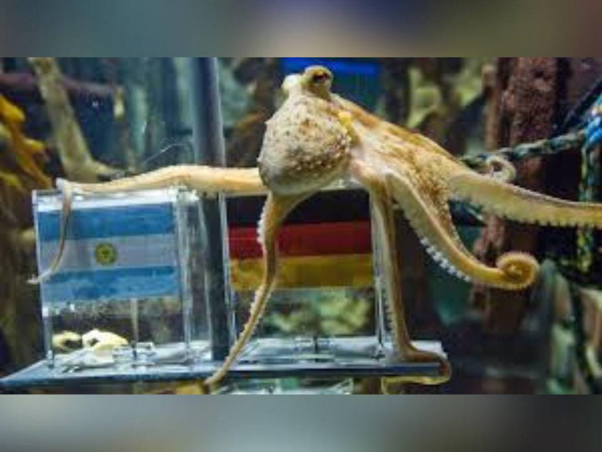 De los pulpos a los algoritmos: la inteligencia artificial elige al campeón del Mundial 2026