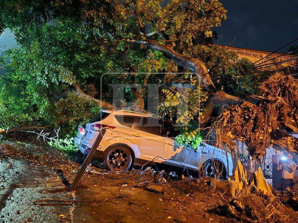 Denuncias no evitaron caída de árbol que dañó cuatro vehículos en la Kennedy