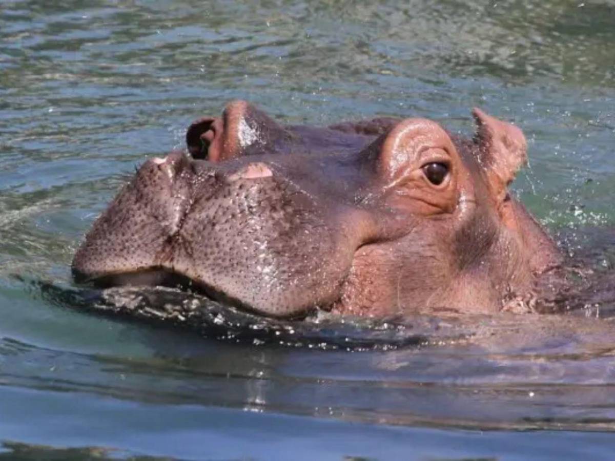 Eutanasia sin dolor: así será el proceso para controlar los hipopótamos de Pablo Escobar