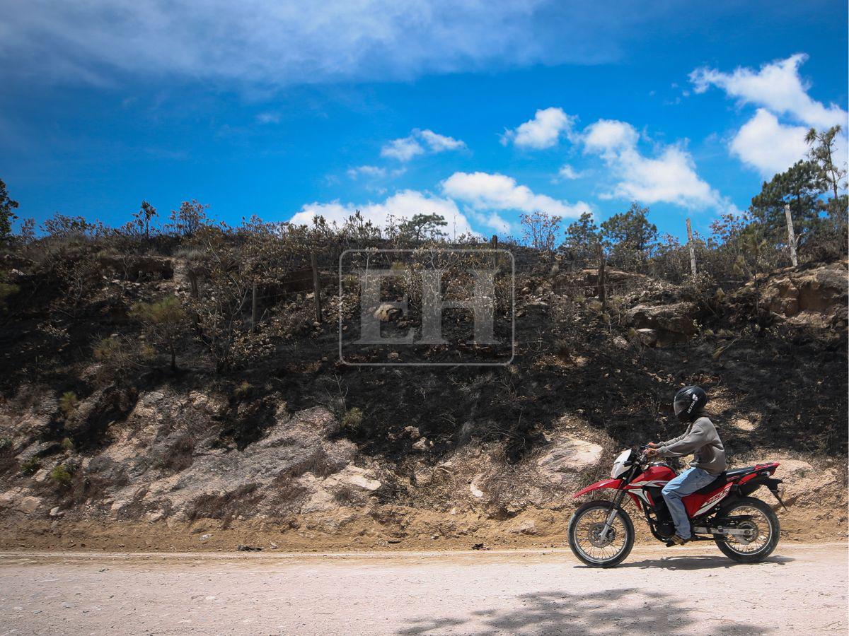 Honduras pierdió 900 mil hectáreas de bosque: Lepaterique entre las zonas más afectadas