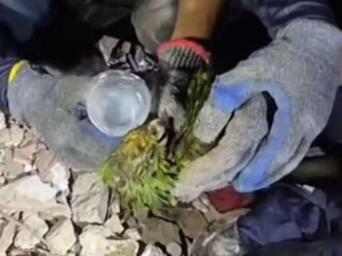 Murió Panchito, el lorito que había sido rescatado tras los terremotos en Venezuela
