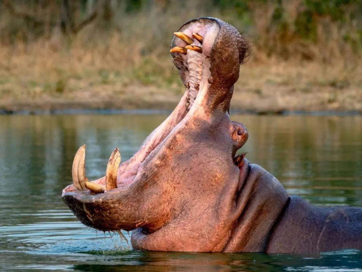 Eutanasia sin dolor: así será el proceso para controlar los hipopótamos de Pablo Escobar