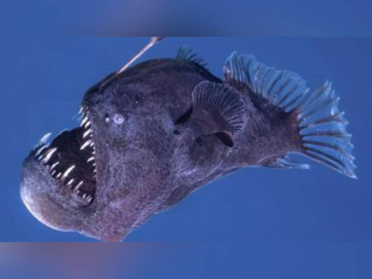 El “Diablo Negro” emerge en mar de Tenerife, España, según video viral El “Diablo Negro” emerge en mar de Tenerife, España, según video viral