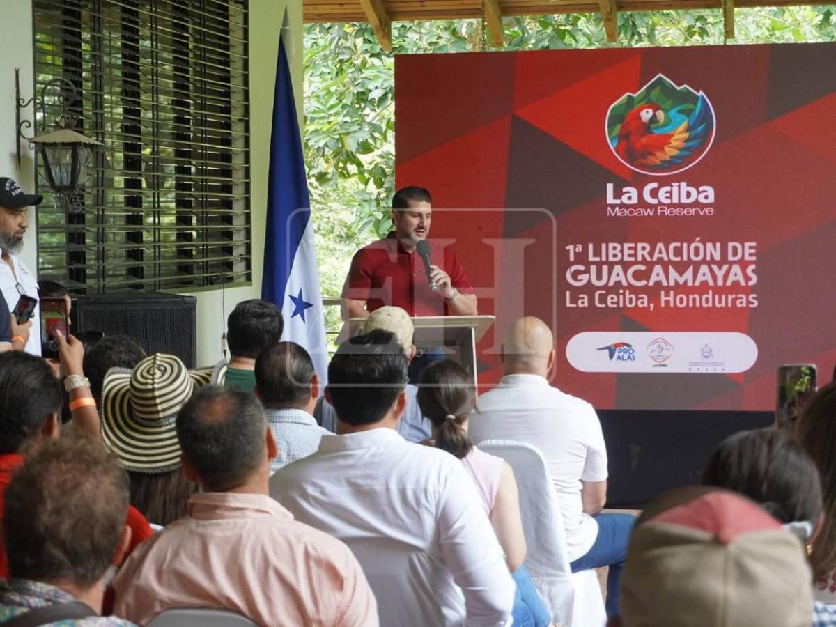 Guacamayas rojas surcan los cielos de La Ceiba, tras más de 60 años de ausencia