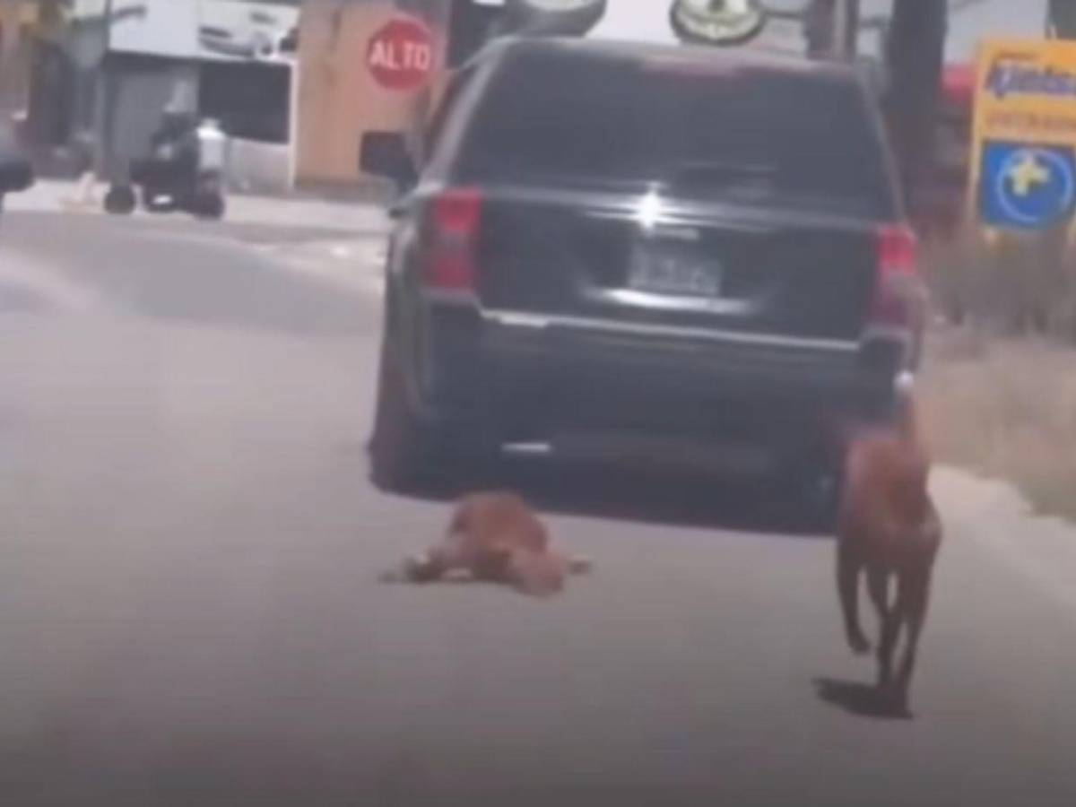 Detienen al hombre que arrastraba a un perro con su carro en Choloma