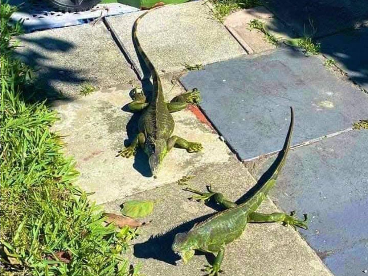 No están muertas, están congeladas: iguanas en calles de Florida tras ola de frío