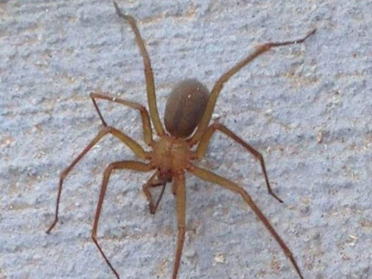 María Vázquez murió tras picadura de una araña violinista, ¿hubo negligencia en hospital?