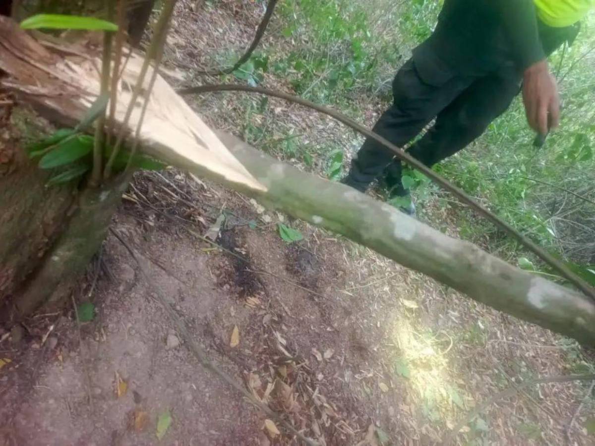 Fue un asesinato: Confirman muerte de Yulixa Toloza, tras cita estética en Colombia