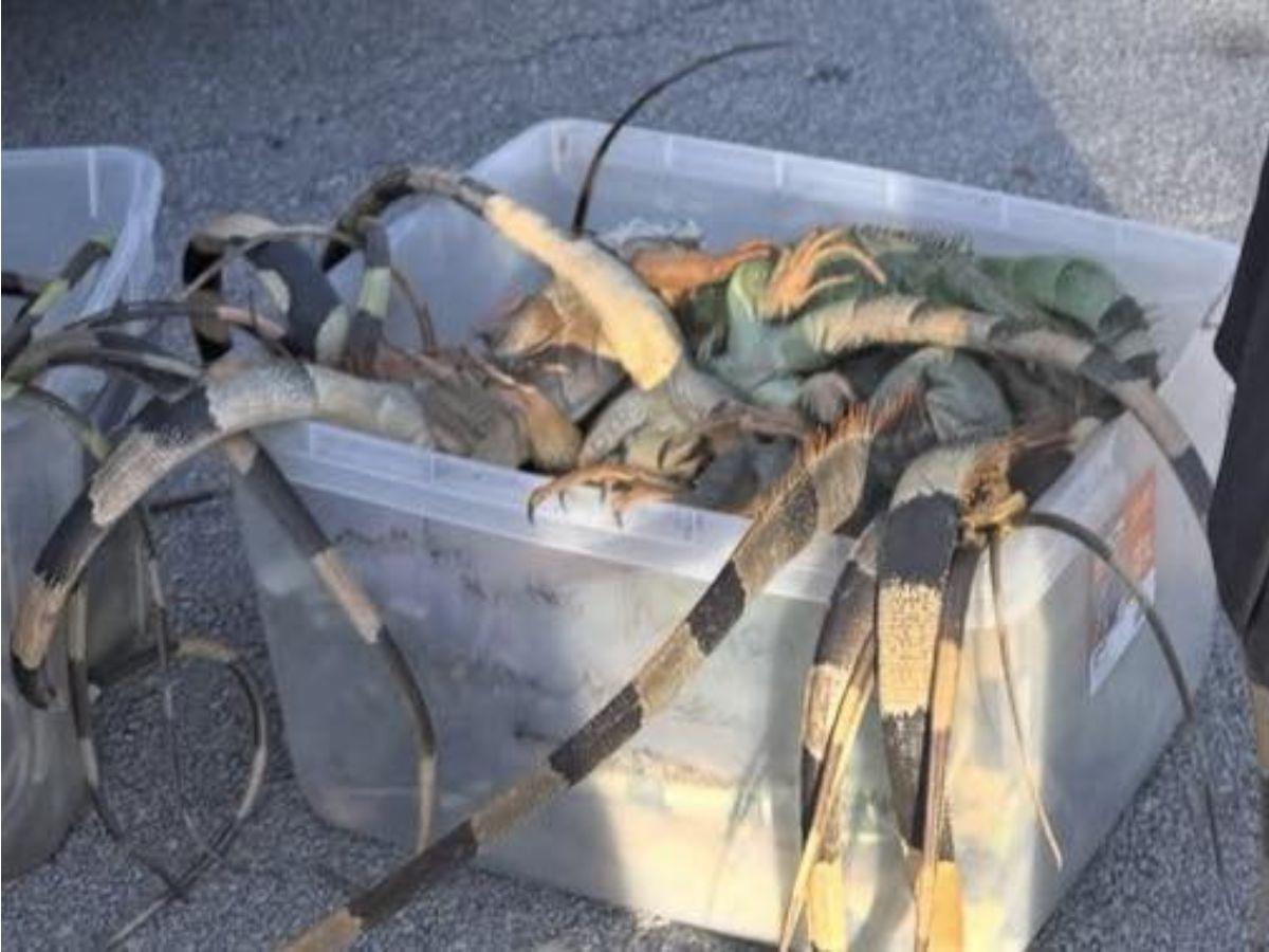No están muertas, están congeladas: iguanas en calles de Florida tras ola de frío