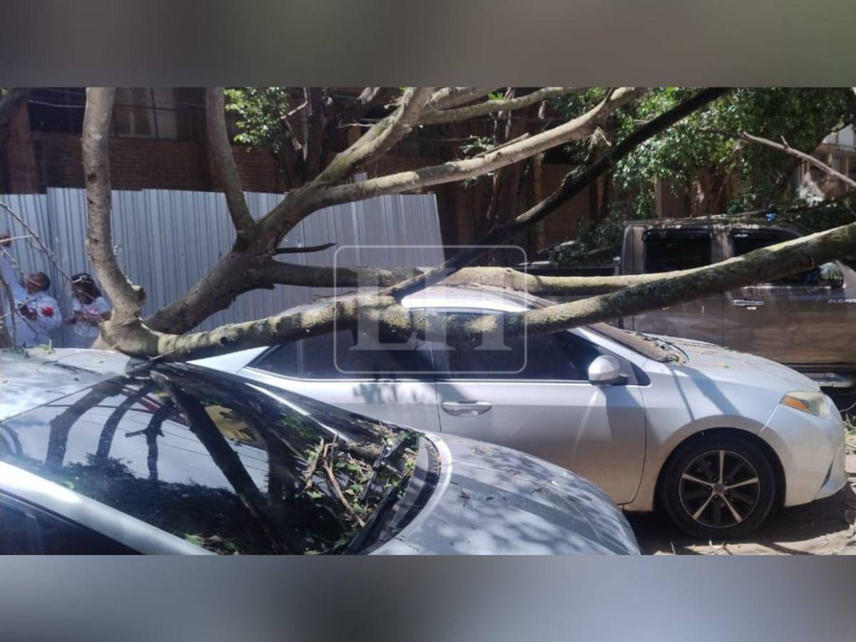Árbol cae sobre varios vehículos frente a Facultad de Medicina: estudiante se salva de ser aplastado