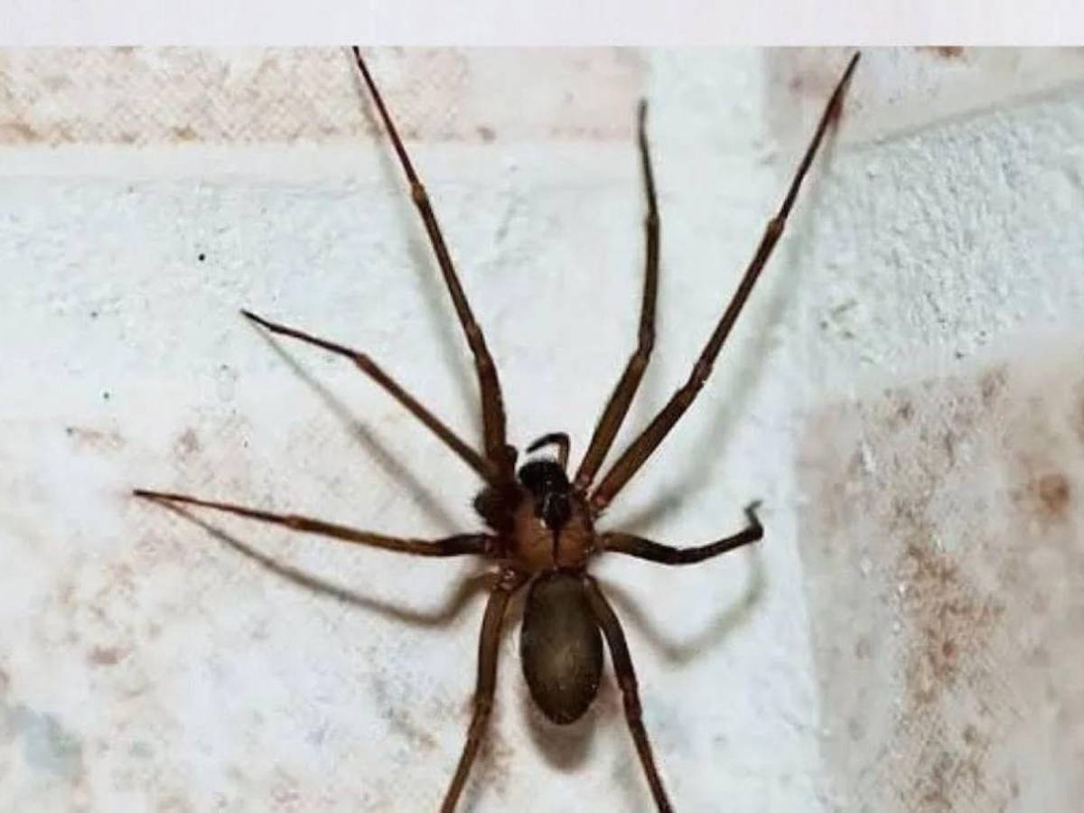 María Vázquez murió tras picadura de una araña violinista, ¿hubo negligencia en hospital?