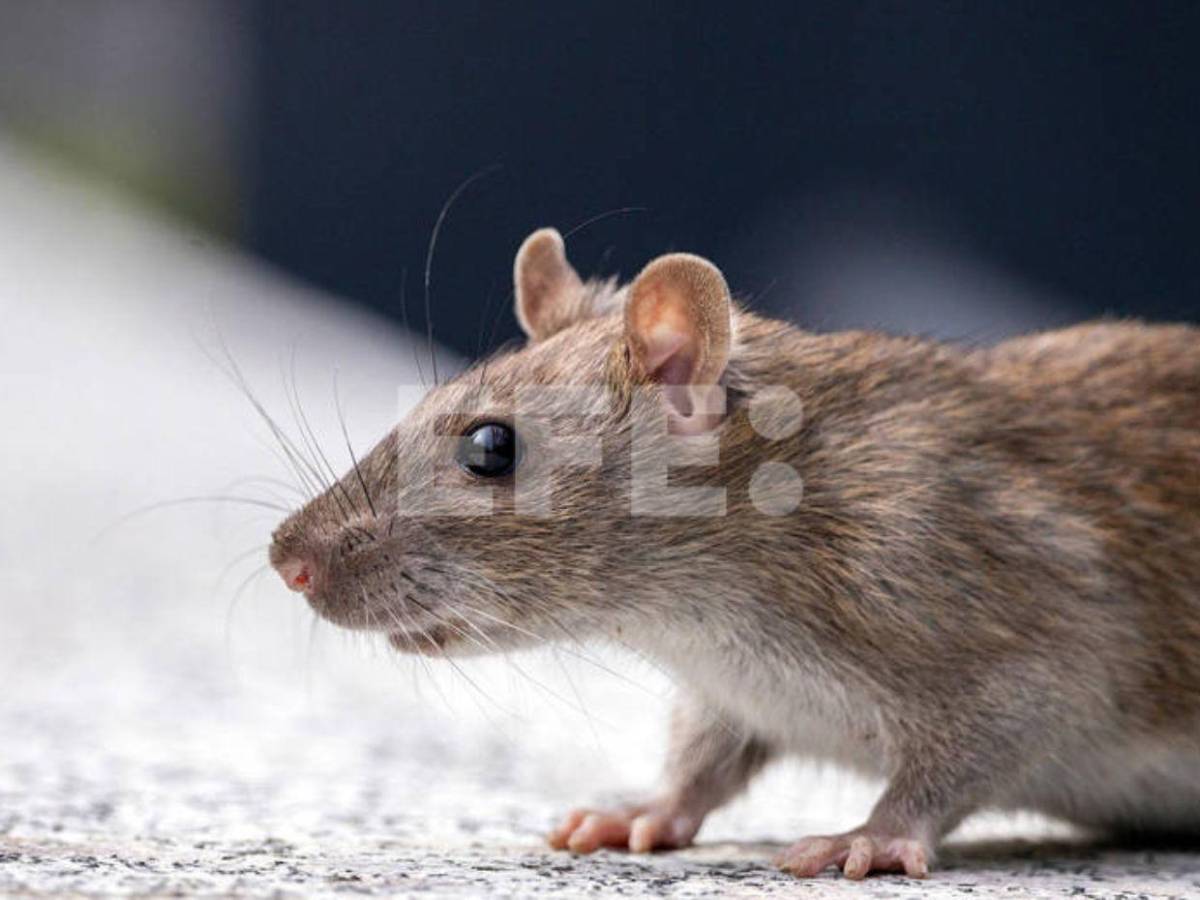 Hantavirus deja 3 muertos en un crucero y alerta global, ¿qué es y cómo se contagia?