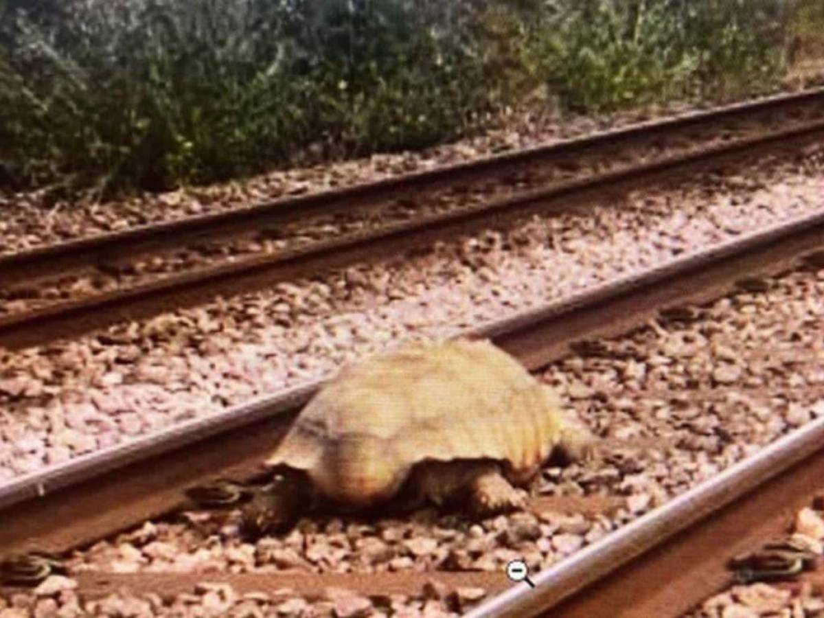 Una tortuga gigante bloqueó por varias horas las vías de trenes en Inglaterra