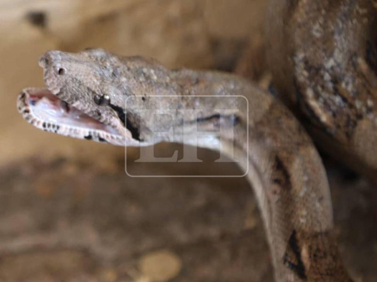 Salió de la aduana de EE UU y llegó a yonker de El Carrizal: Boa será liberada en el Cerro Juana Laínez