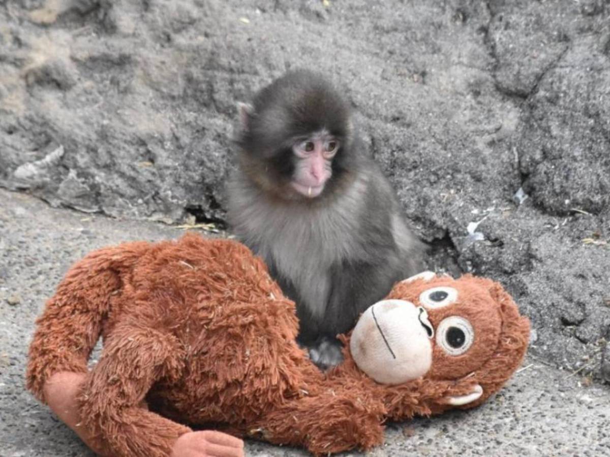 Punch, el mono del peluche, encuentra amigos y aceptación en su manada