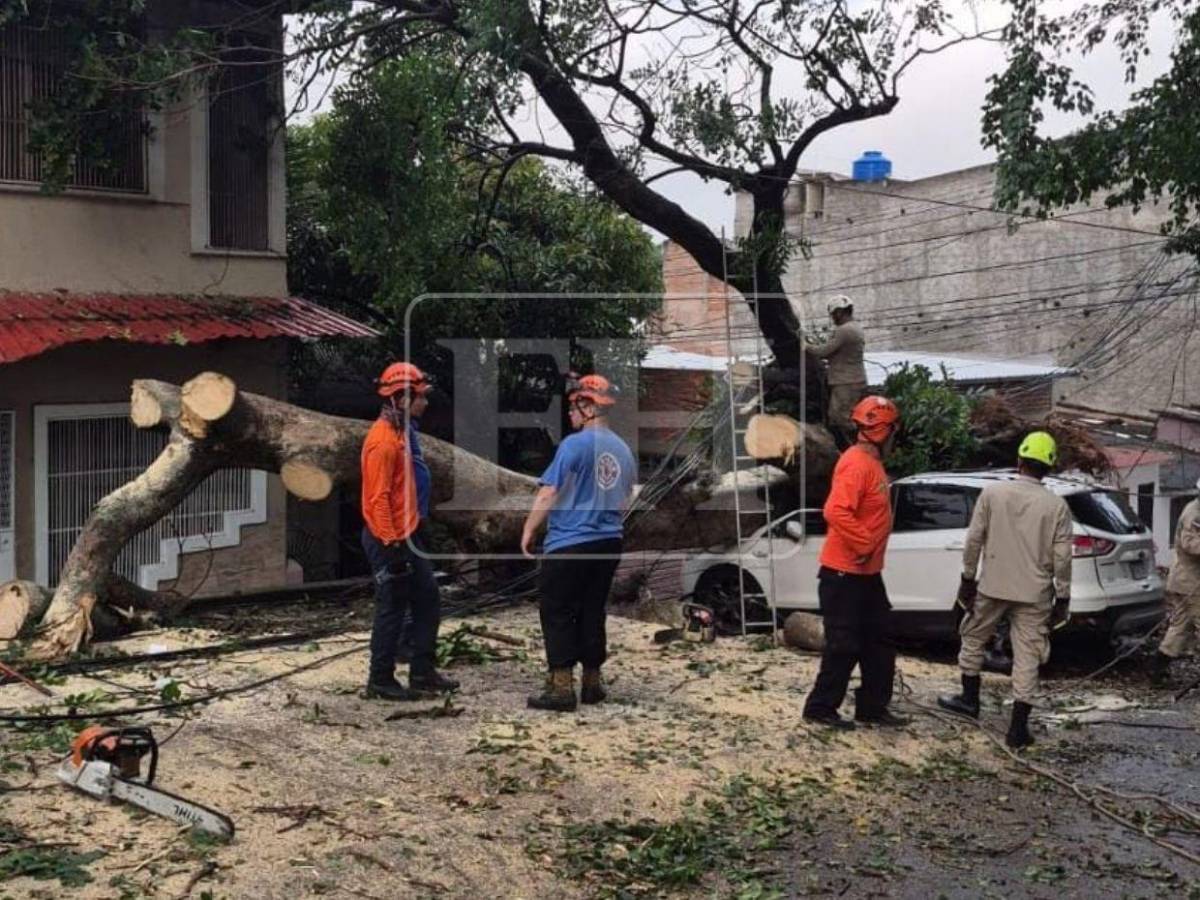 Denuncias no evitaron caída de árbol que dañó cuatro vehículos en la Kennedy